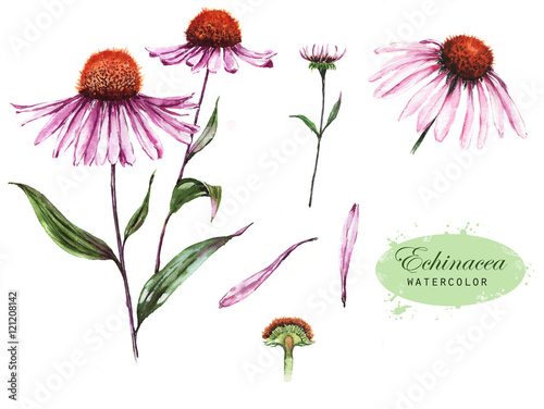 Hand-drawn watercolor illustration of the echinacea plant. Botanical drawing isolated on the white background: echinacea flower, petals, bud.