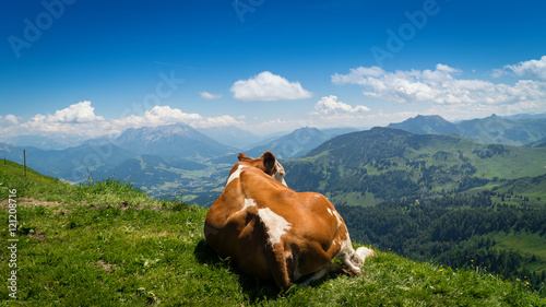 Kuh mit Aussicht
