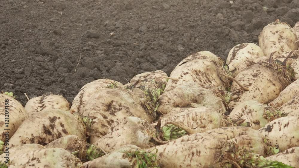 Harvested sugar beet crop root pile on the ground Harvested sugar beet crop root pile on the ground