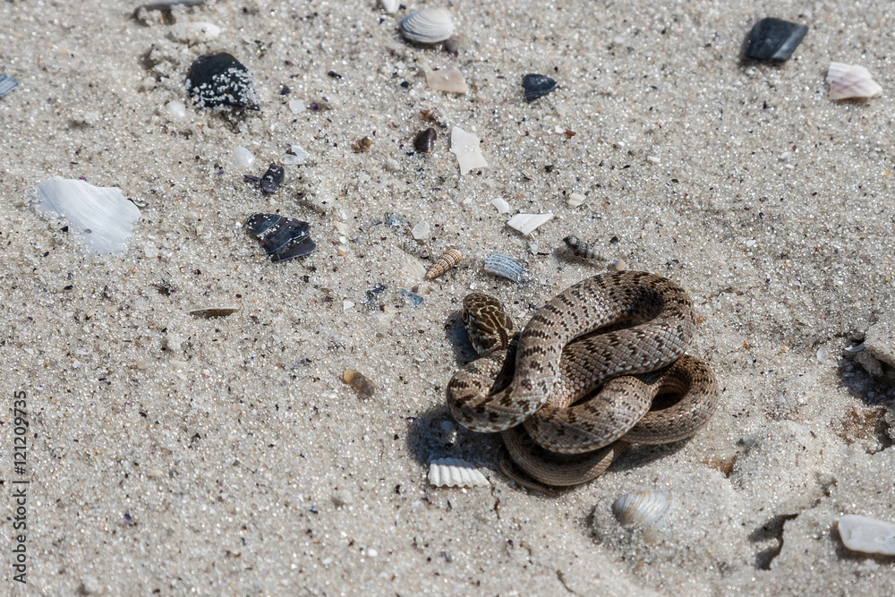 Fototapeta premium The snake basking on the sand.