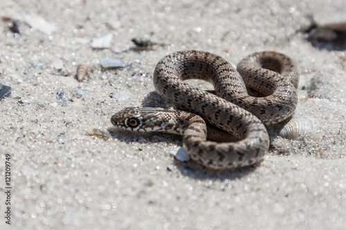 The snake basking on the sand.