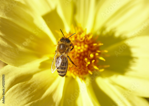 an insect wasp gathers nectar from a flower, насекомое оса собирает нектар с цветка 