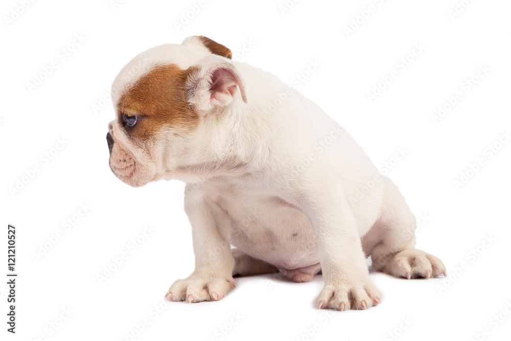 English Bulldog puppy on white background