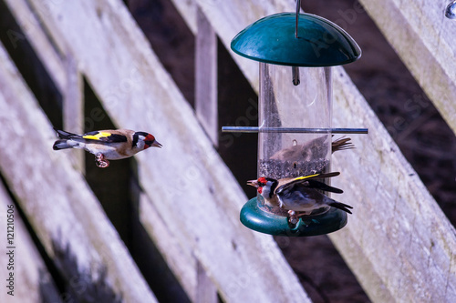 Fighting Goldfinches photo