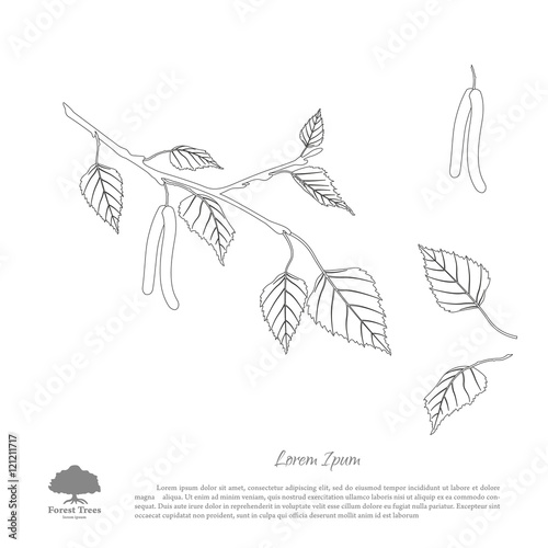 The contour image of birch branches on a white background . Isol