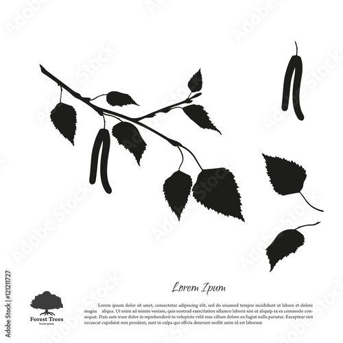 Black silhouette of birch branch on a white background. Isolated