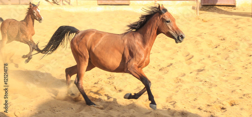 Arabian Horse in a sandy ranch  featuring Arabian Horse in a sandy field in sunny day