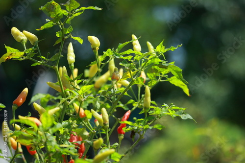 Hot Chili Plant photo