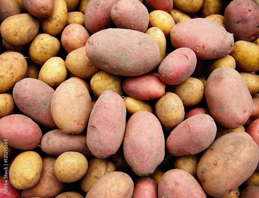 Fresh raw potatoes as background Fresh raw potatoes as background