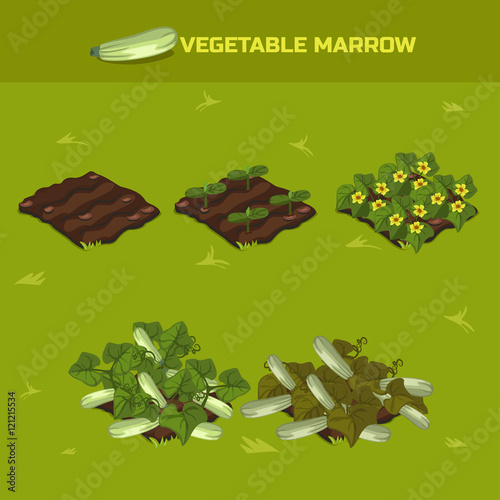 SET 3. Isometric Stage of growth vegetables. Vegetable marrow in vector for playing a perspective. game element © babysofja