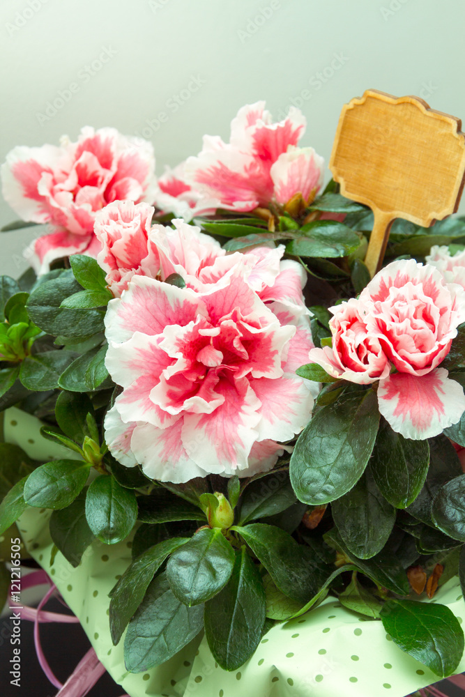 Φωτογραφία Vintage and moody peony flower arrangement of pink and white peonies with green