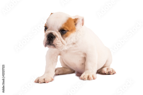 Fototapeta Naklejka Na Ścianę i Meble -  English Bulldog puppy on white background