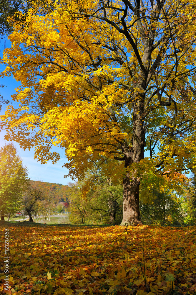 Beautiful autumn landscape with colorful trees. Sunny day