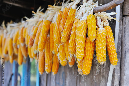 Yellow corn cobs dried. Harvested corn