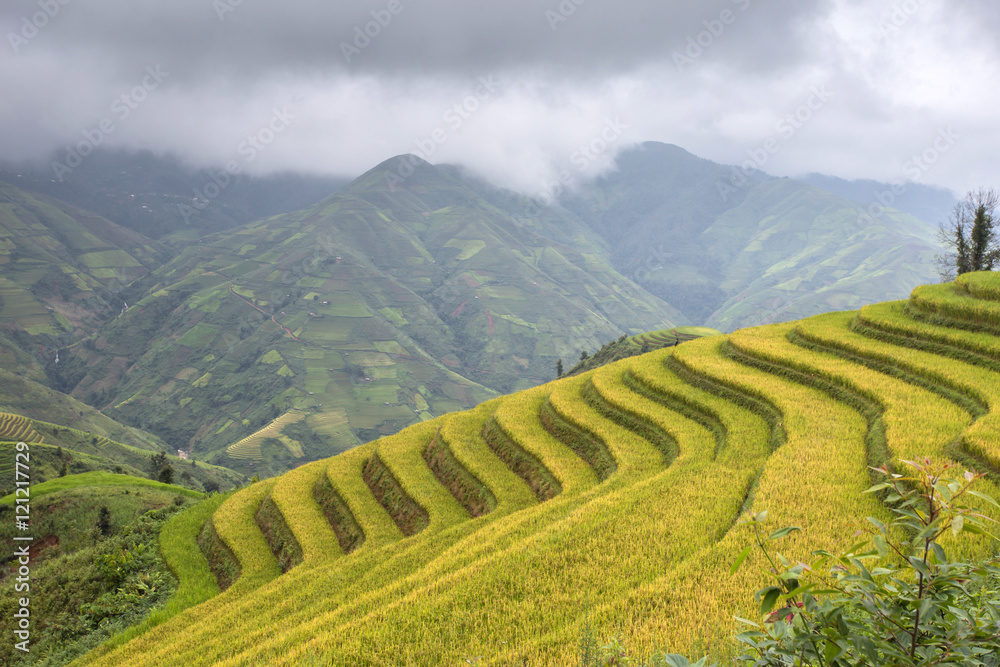 Rice fields on terraced of Ta Xua ,Son La , Vietnam