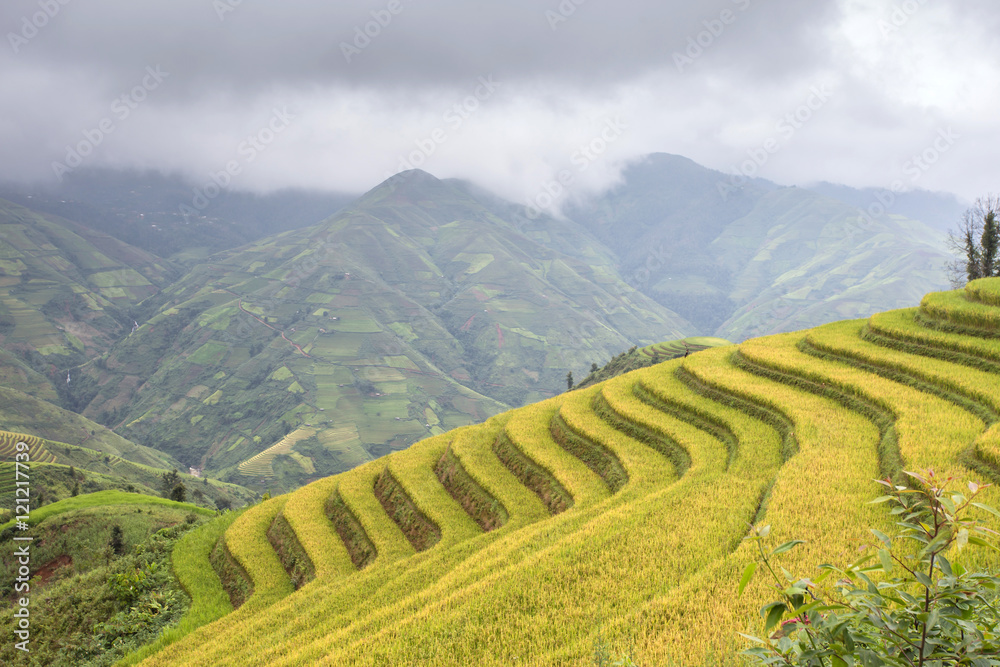 Obraz premium Rice fields on terraced of Ta Xua ,Son La , Vietnam