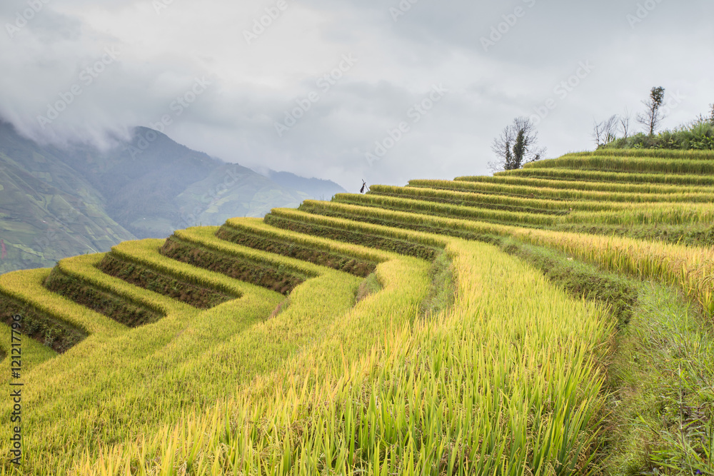 Rice fields on terraced of Ta Xua ,Son La , Vietnam