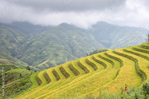 Rice fields on terraced of Ta Xua ,Son La , Vietnam © sonha