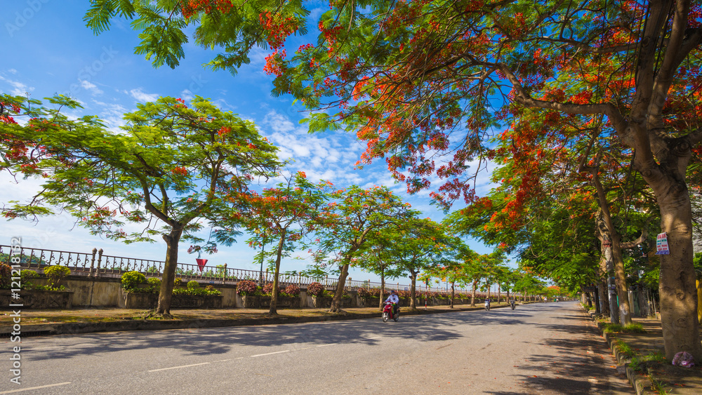 Fotografie Poinciana phoenix or phoenix