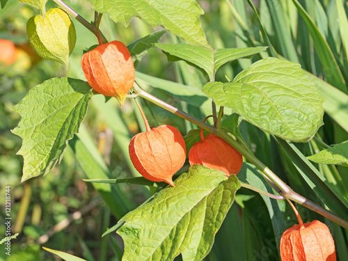 Lampionblume, Physalis alkekengi photo