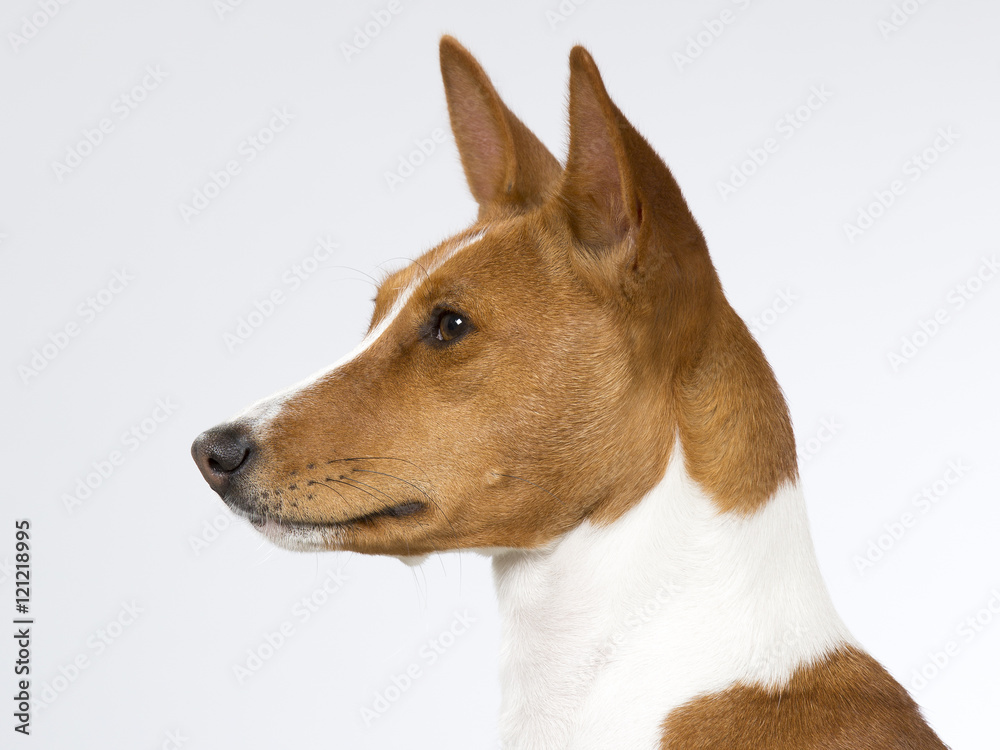 how do basenji hunt