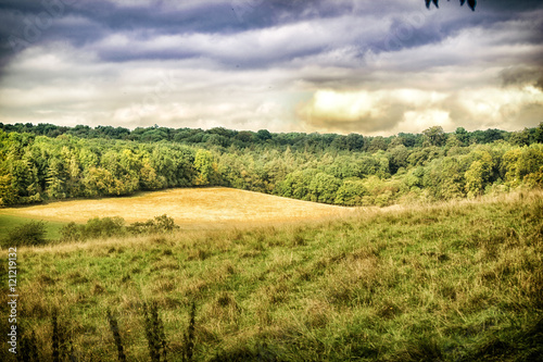 Golden field surrounded by forest