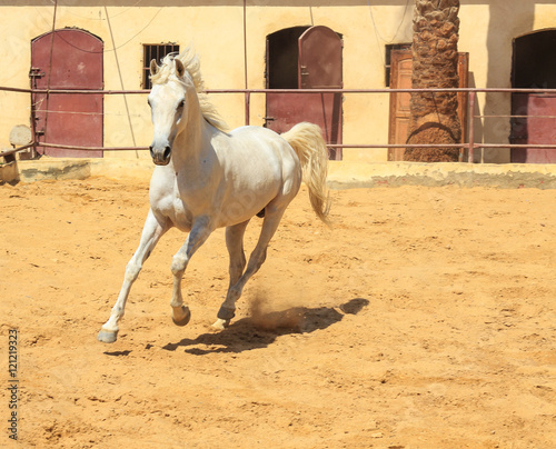 Arabian Horse in a sandy ranch/ featuring Arabian Horse in a sandy field in sunny day © bassemadel