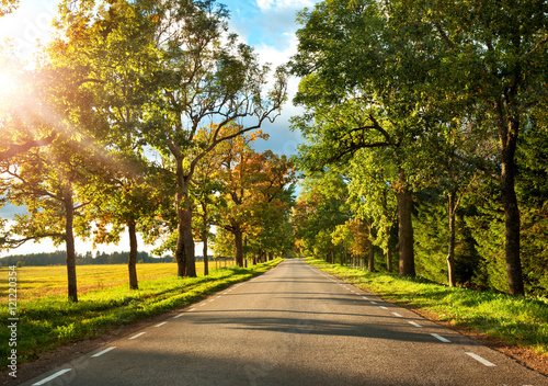 asphalt road with beautiful trees on the sides in autumn