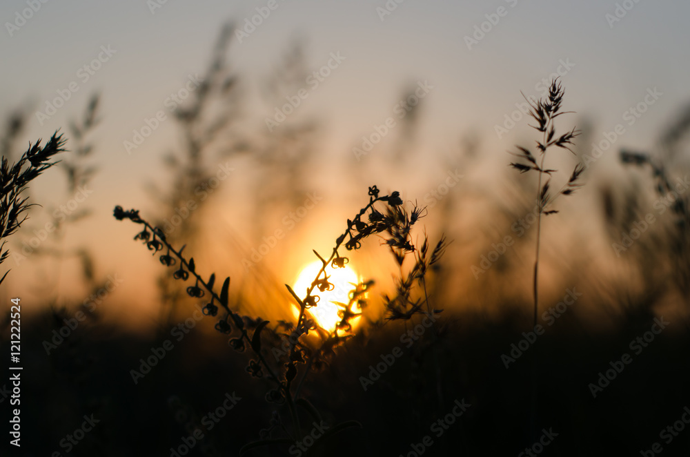 Obraz premium green grass at sunset