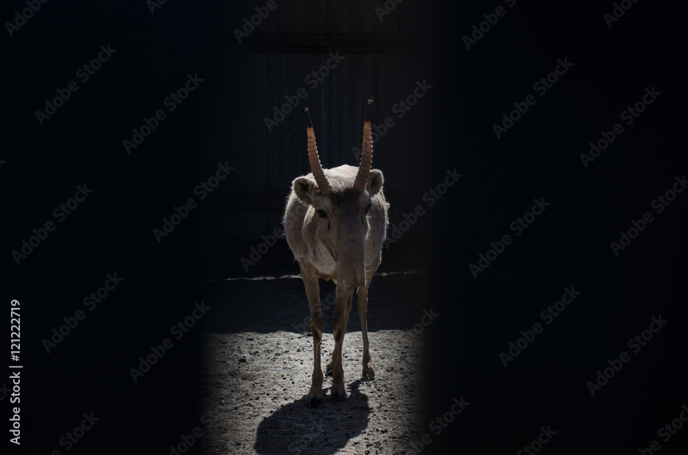 Fototapeta premium Close-up of the saiga in the paddock