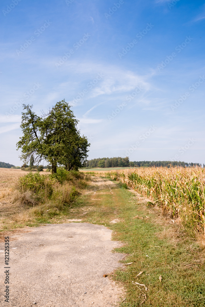 The path along the cornfield.