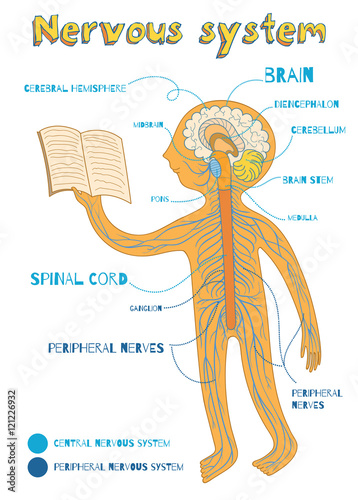 vector cartoon illustration of human nervous system for kids