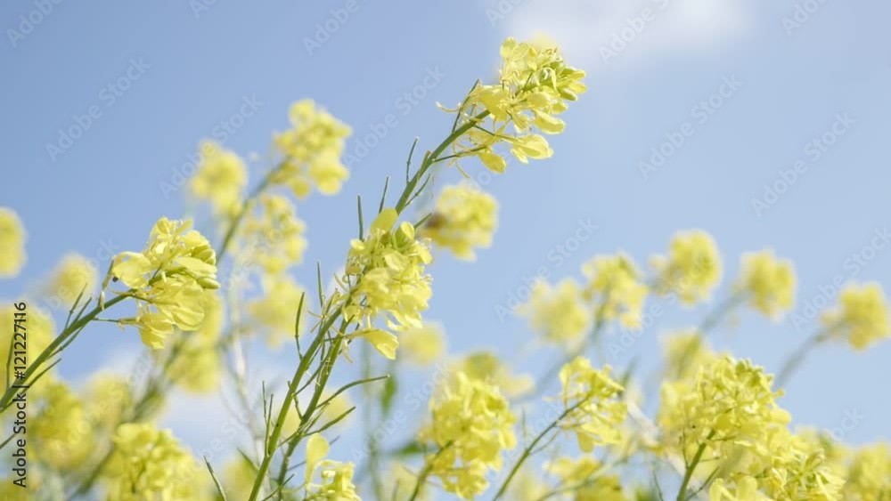 Clear blue sky and yellow flowers of Oilseed rape shallow DOF on wind close-up 1920X1080 HD slow-mo footage - Slow motion Brassica napus rapeseed plant in the field 1080p FullHD video Clear blue sky and yellow flowers of Oilseed rape shallow DOF on wind close-up 1920X1080 HD slow-mo footage - Slow motion Brassica napus rapeseed plant in the field 1080p FullHD video