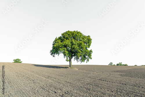 Dry field with a lonely green tree