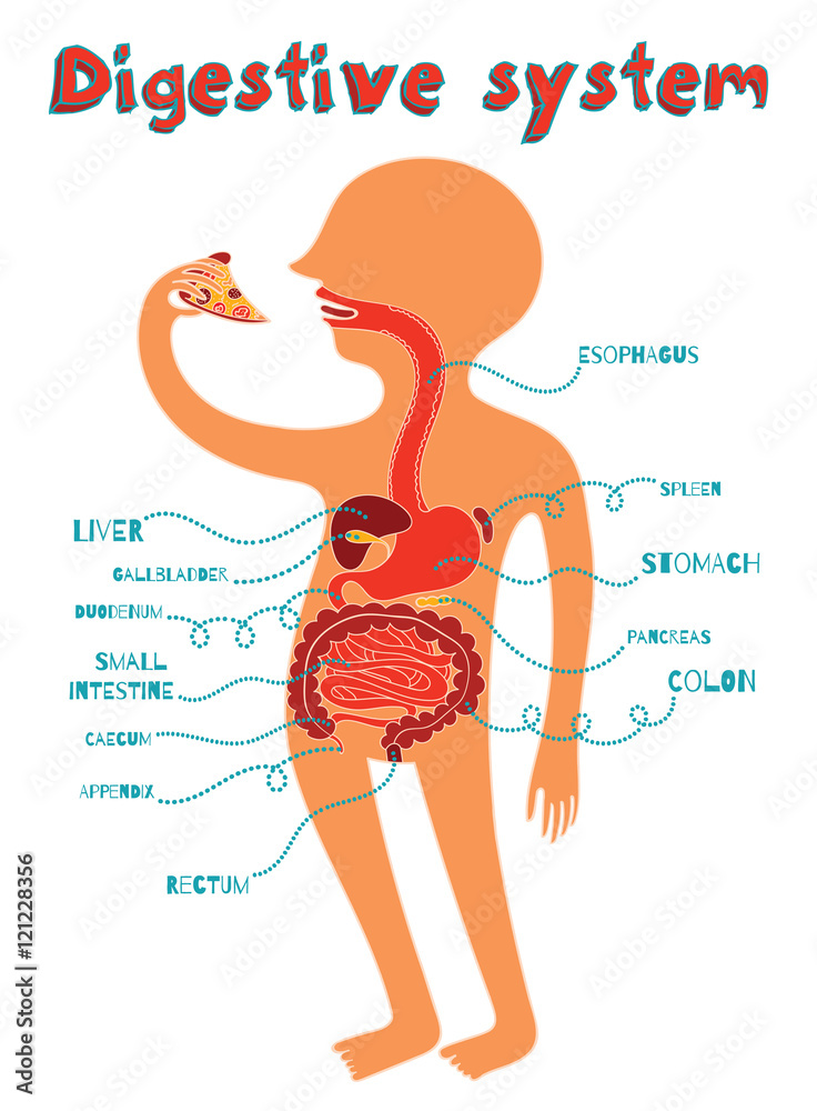 Fototapeta premium vector illustration of human digestive system for kids