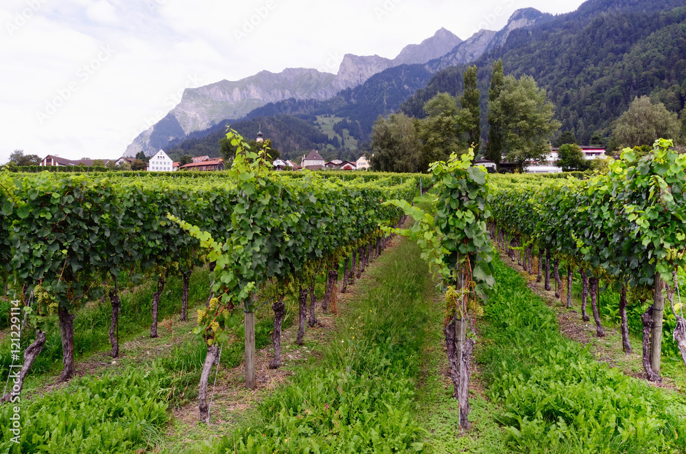 Vineyard in Swiss Rhine Valley, with Grapes Ripening in Late Summer. Jenins Municipality (Landquart District, Maienfeld Circle, Canton of Graubünden, Switzerland) in the Background.