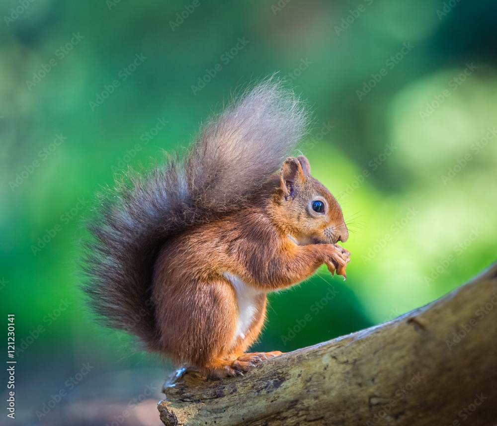 Red squirrel perched in forest, County of Northumberland, England Red squirrel perched in forest, County of Northumberland, England
