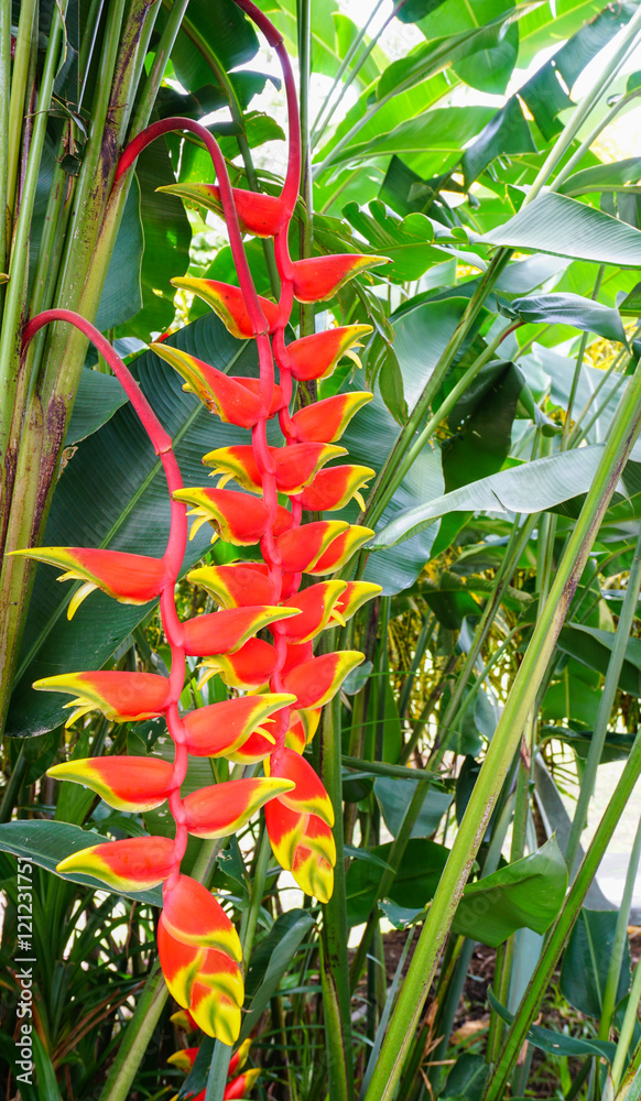 Heliconia Pendula - Hanging Crab Claw Flower Stock Photo | Adobe Stock