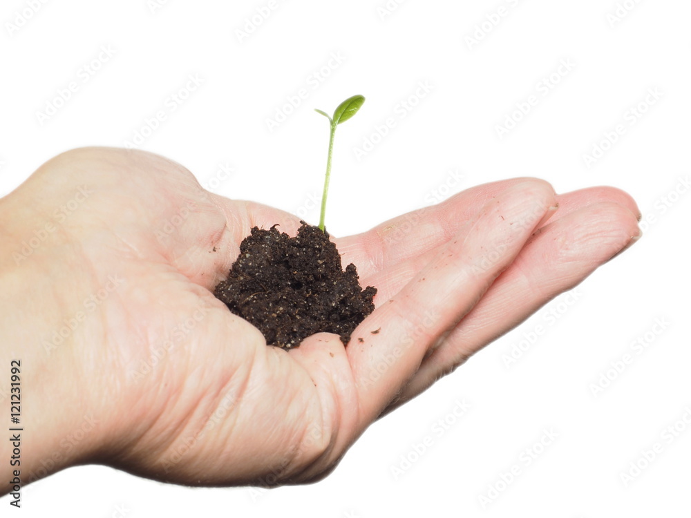 Beautiful little green plant sprouting from a seed in pure soil, inside a humans hand, isolated on white Beautiful little green plant sprouting from a seed in pure soil, inside a humans hand, isolated on white