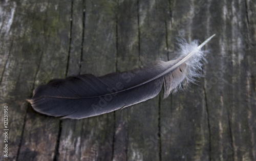 feather of bird on a wooden surface