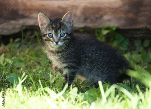 Adorable kitten outdoors