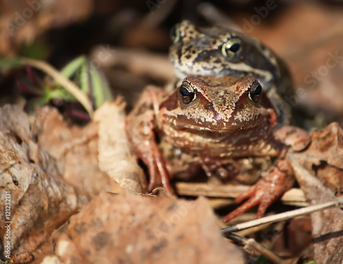 Two frogs on leaves