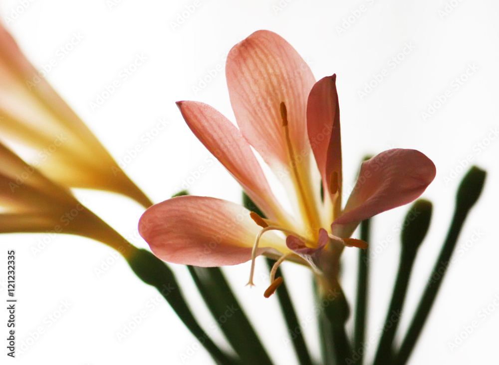 Obraz premium Orange lily flowers