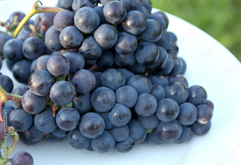 Fototapeta premium Ripe grapes outdoors
