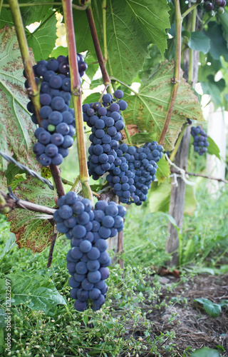 Ripe grapes outdoors