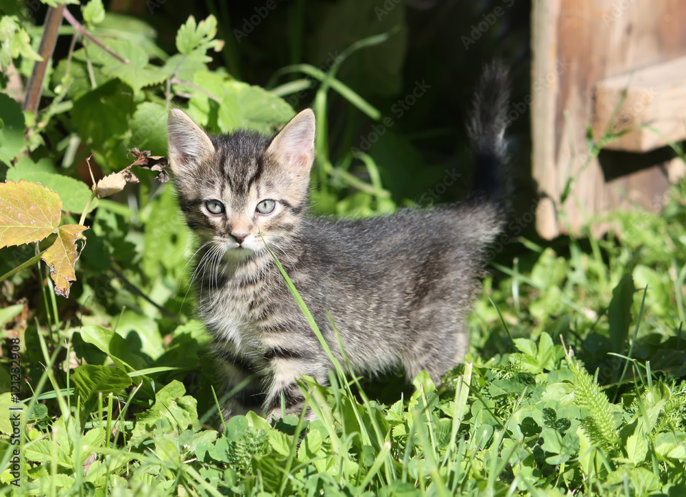 Adorable kitten outdoors
