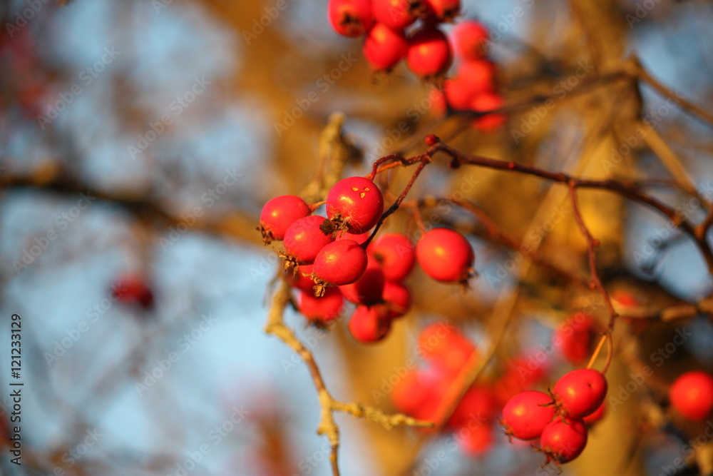 Howthorn red berries Howthorn red berries