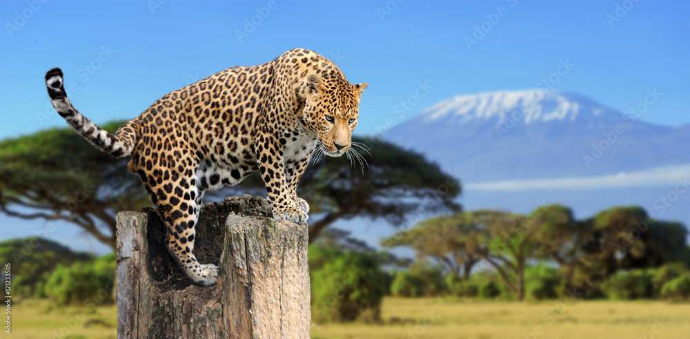 Fototapeta premium Leopard sitting on a tree