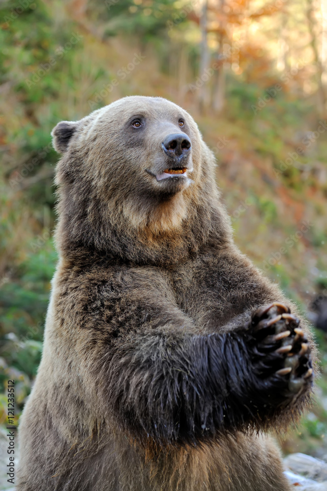 Obraz premium Brown bear (Ursus arctos) in nature