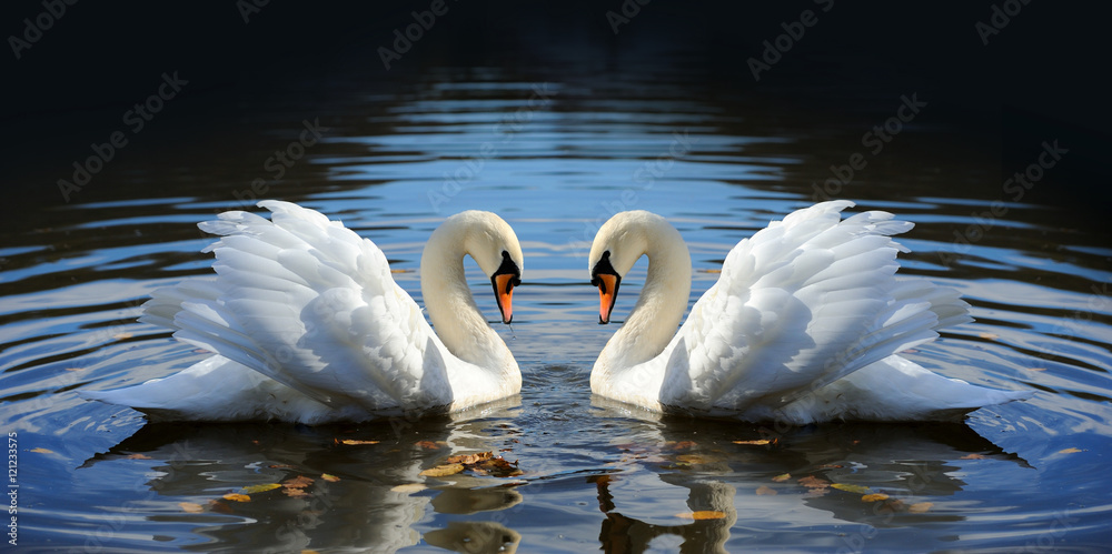 Naklejka premium Swan in the lake